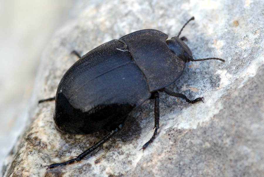 Alphasida grossa grossa (Tenebrionidae)