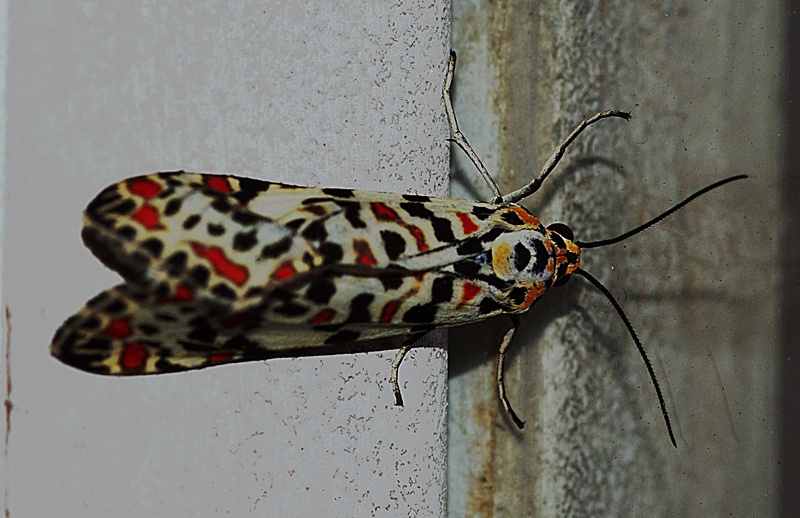 Utetheisa pulchella (Arctiidae) in deposizione
