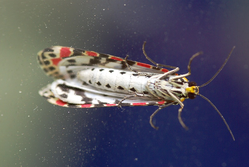 Utetheisa pulchella (Arctiidae) in deposizione