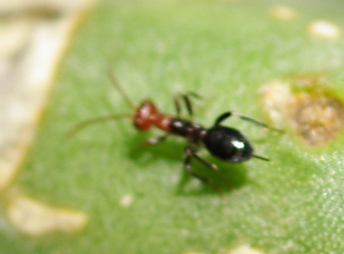 Sosia Crematogaster: Ichneumonidae attero, Gelis sp.