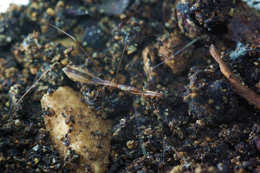 Pholcus phalangioides? no emittero: Ploiaria domestica