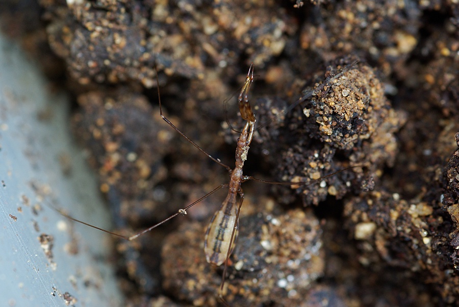 Pholcus phalangioides? no emittero: Ploiaria domestica