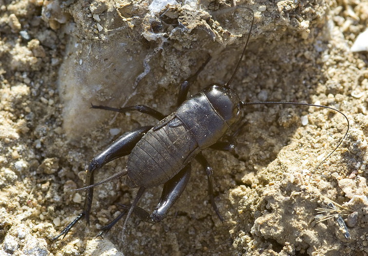 Gryllus bimaculatus (ninfa)