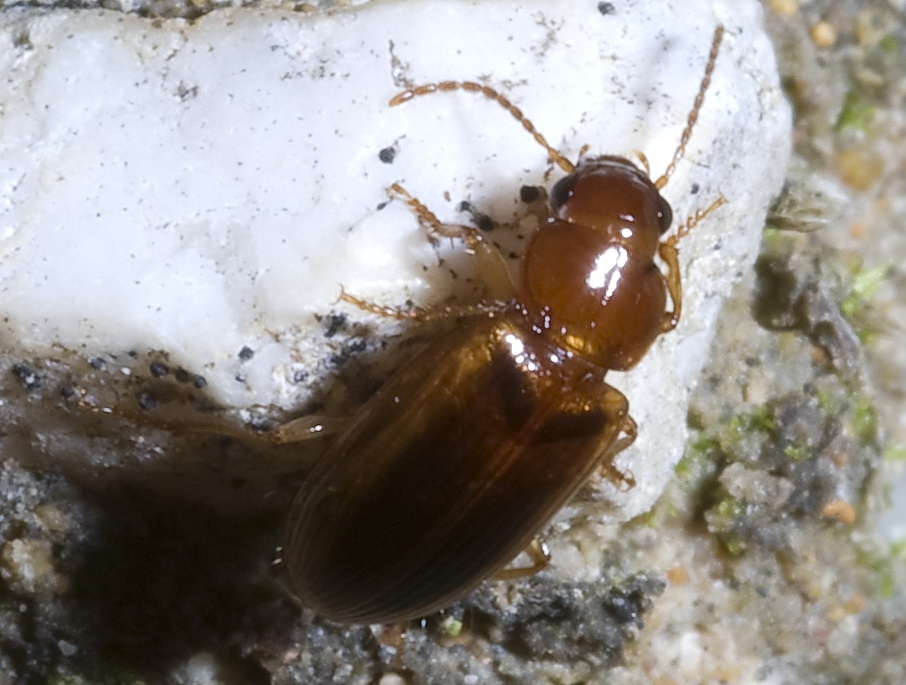 Bradycellus lusitanicus (Carabidae) ericino