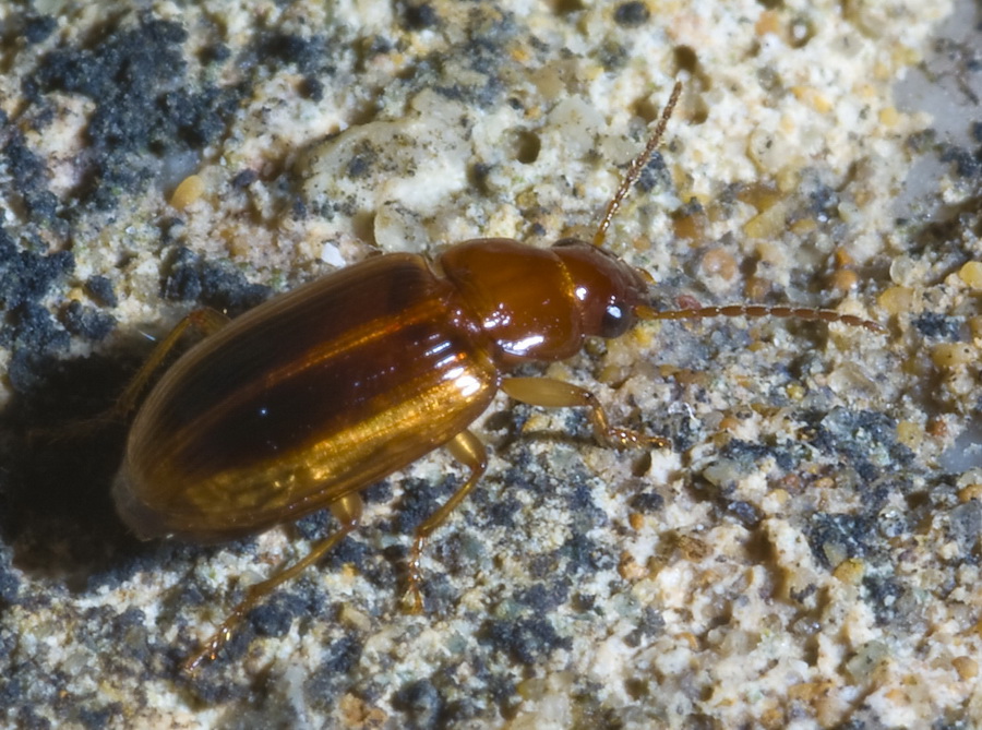 Bradycellus lusitanicus (Carabidae) ericino