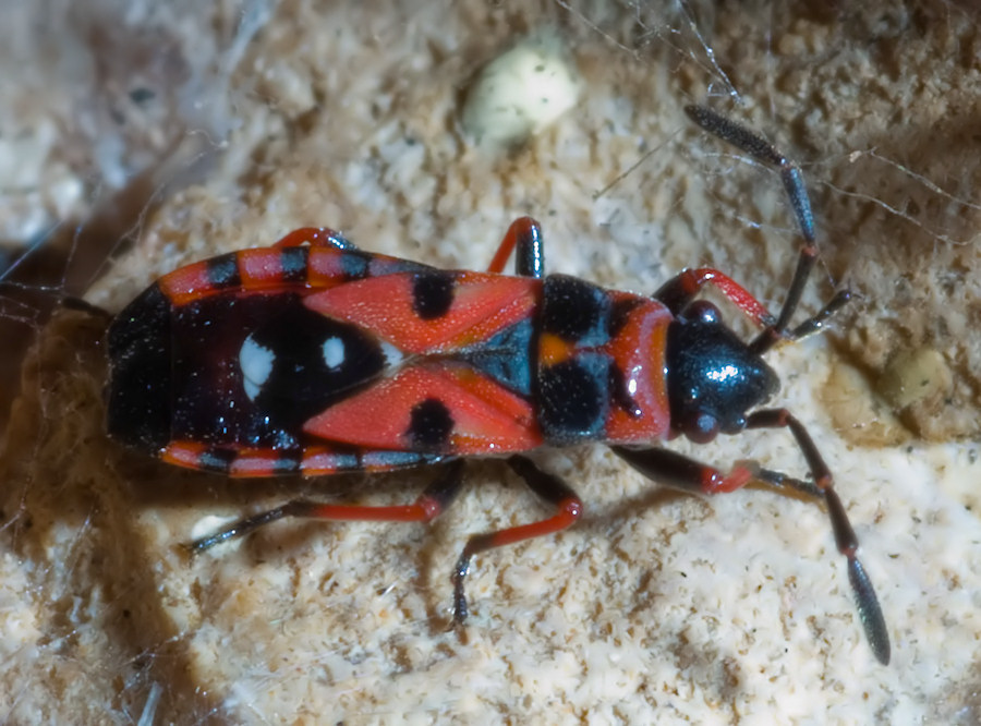 Horvathiolus gibbicollis, dalle tibie rosse!