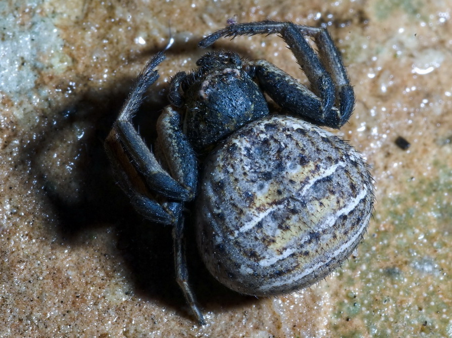 Xysticus sp.