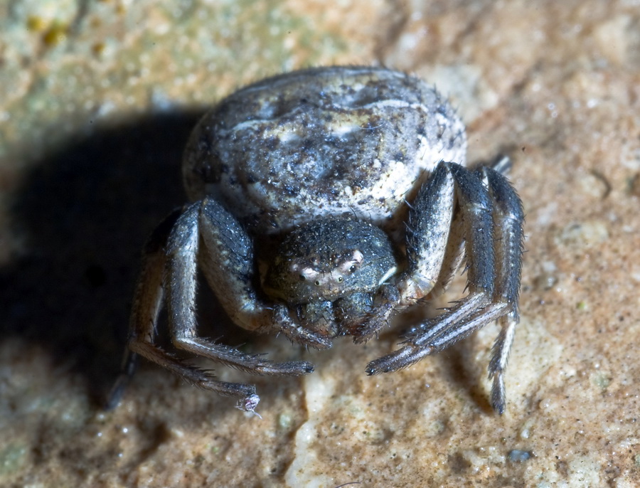 Xysticus sp.