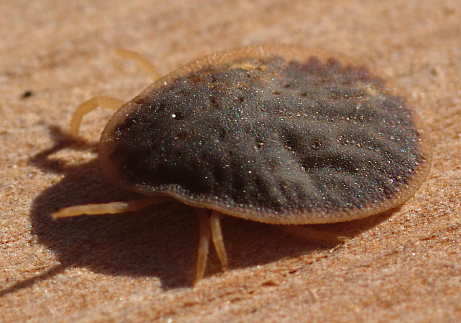 Argas sp.