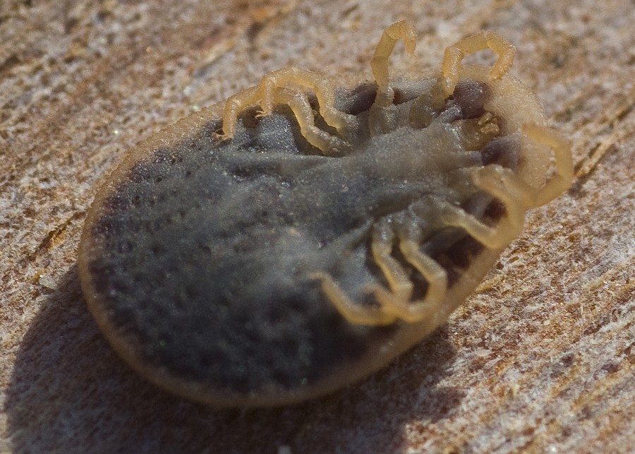 Argas sp.