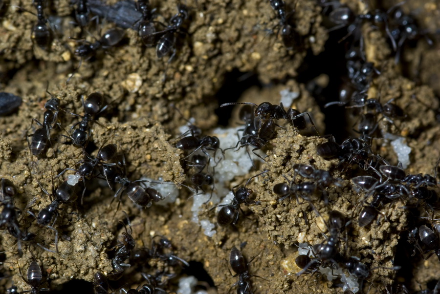 Lasius niger? No. Tapinoma sp.