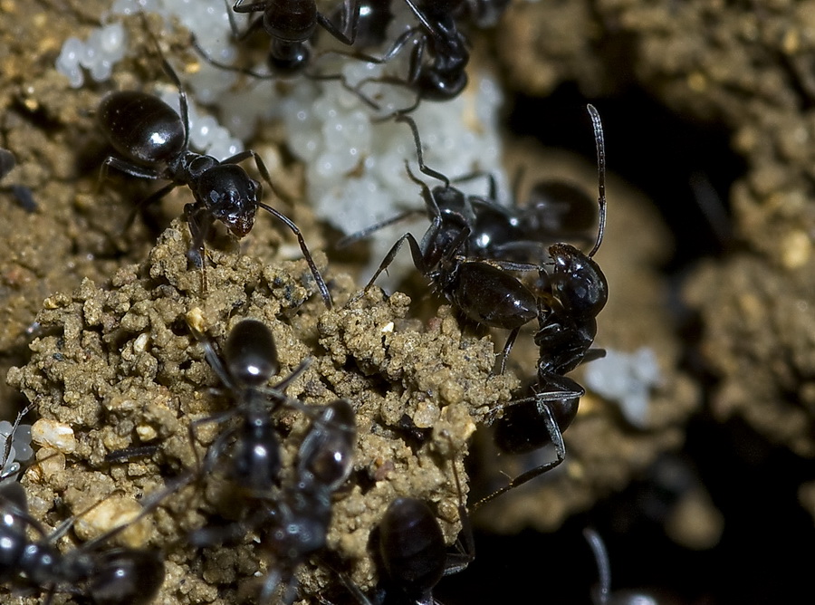 Lasius niger? No. Tapinoma sp.