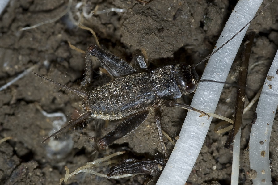 Gryllus bimaculatus (ninfa)