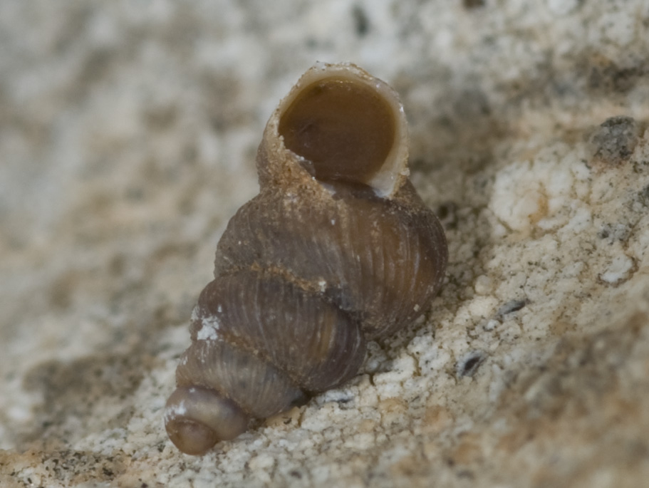 chioccioline minuscole di Erice