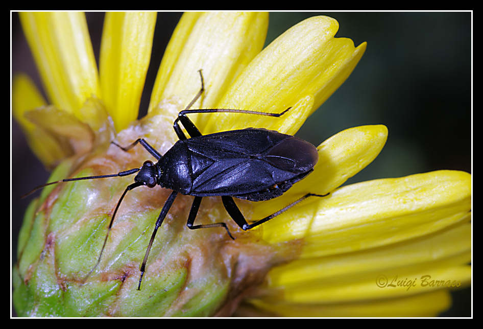 Miridae: Calocoris nemoralis. Uno, nessuno e centomila