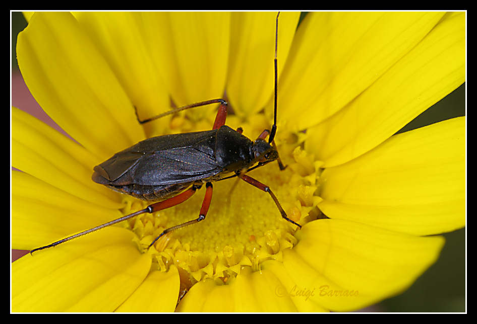 Miridae: Calocoris nemoralis. Uno, nessuno e centomila