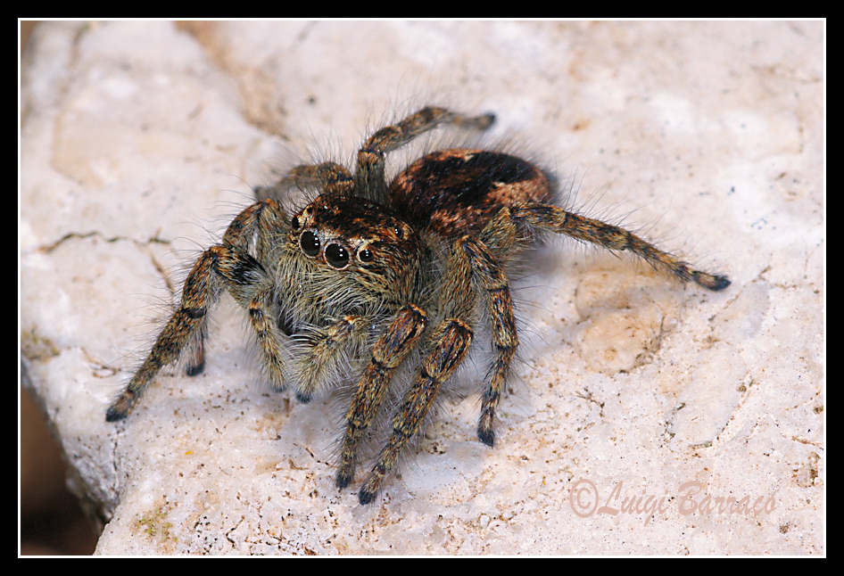 Philaeus chrysops