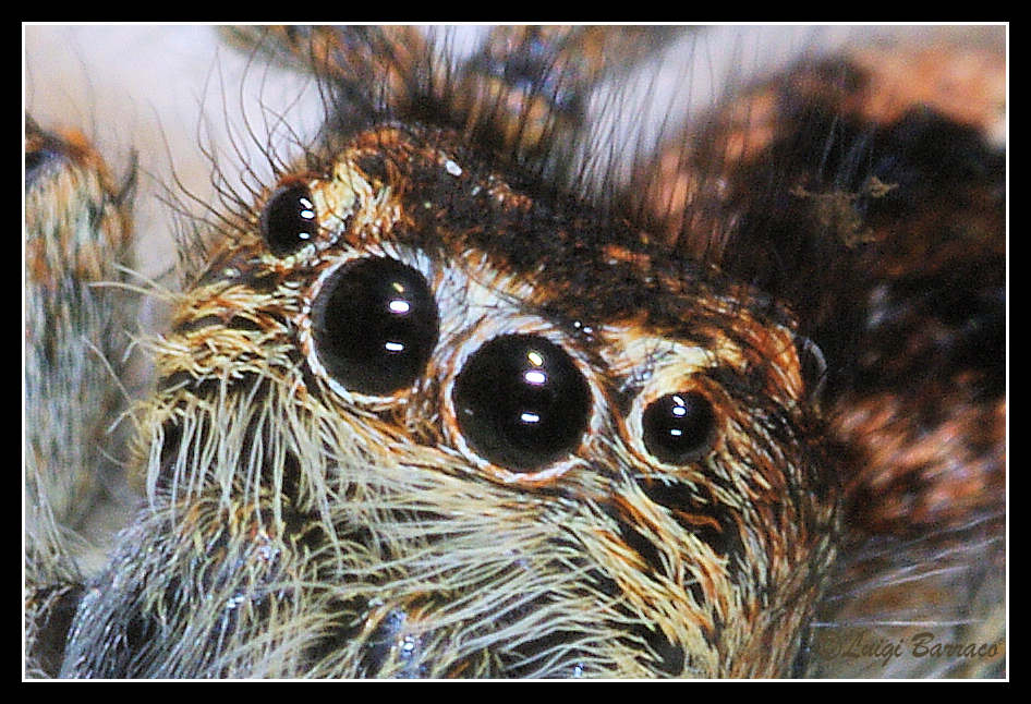 Philaeus chrysops