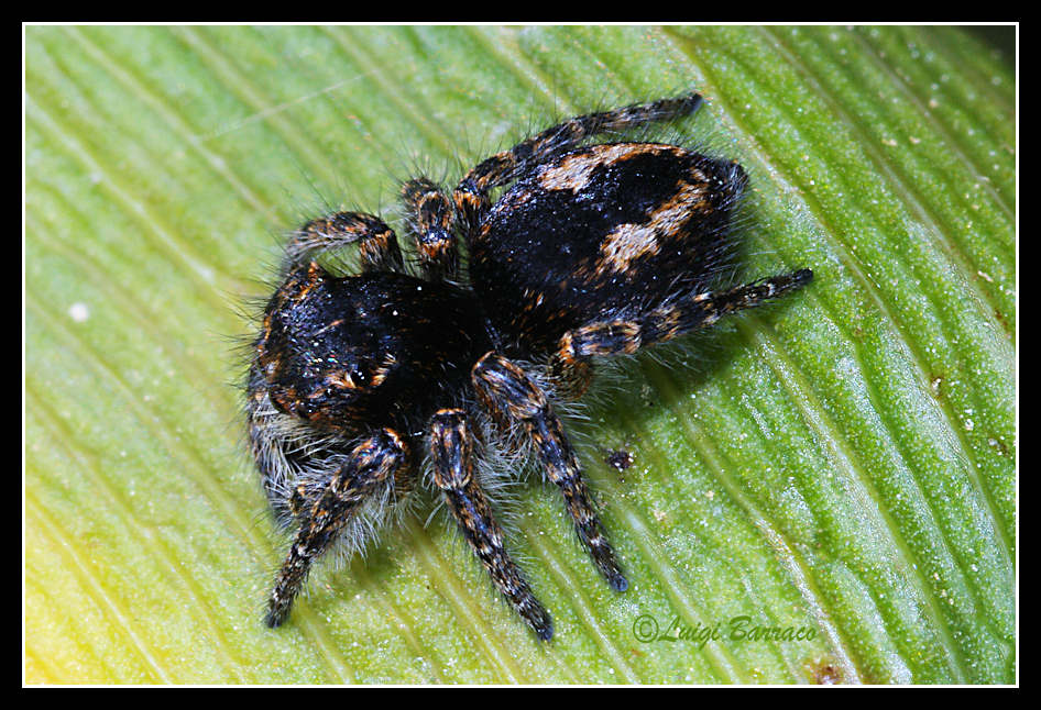 Philaeus chrysops