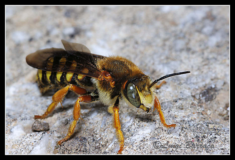 quiz testa: Rhodanthidium septemdentatum (Apidae Megachilinae)