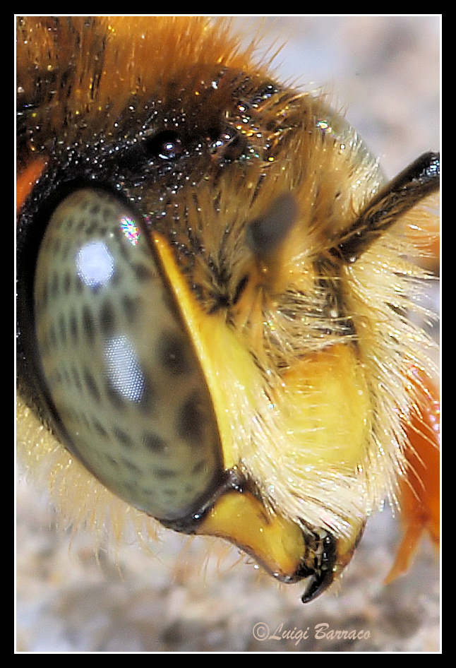 quiz testa: Rhodanthidium septemdentatum (Apidae Megachilinae)
