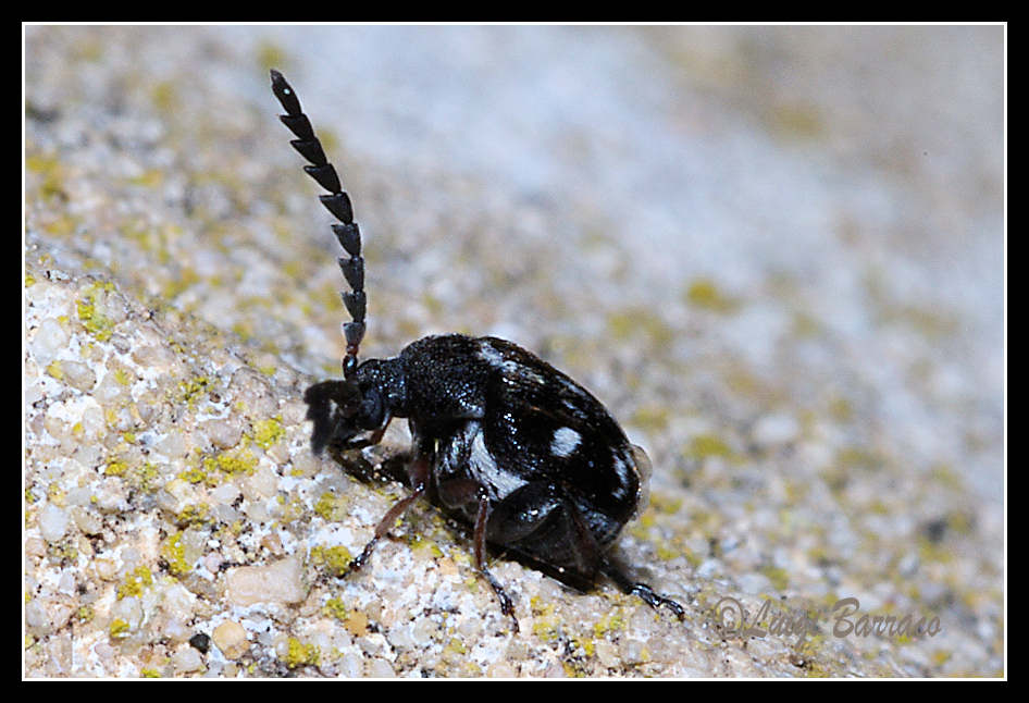 Chrysomelidae Bruchinae: Bruchidius meleagrinus