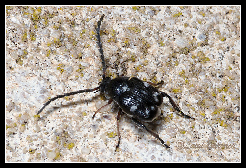 Chrysomelidae Bruchinae: Bruchidius meleagrinus