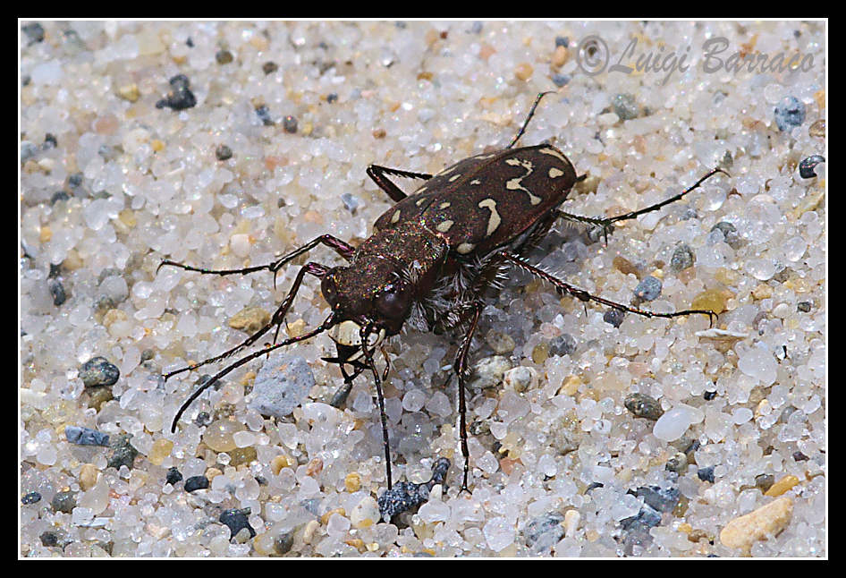 Lophyra  flexuosa  sardea di Sicilia