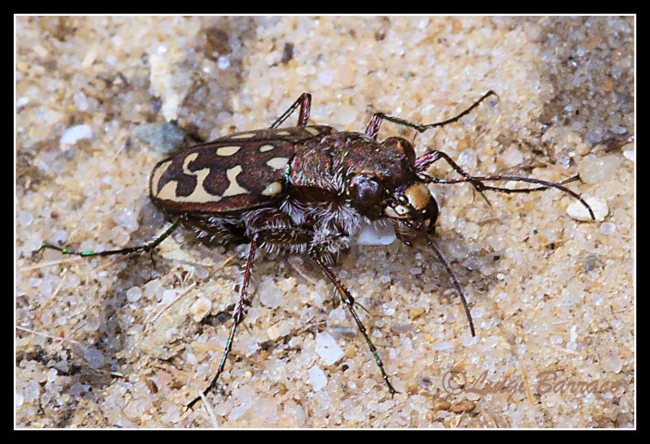 Lophyra  flexuosa  sardea di Sicilia