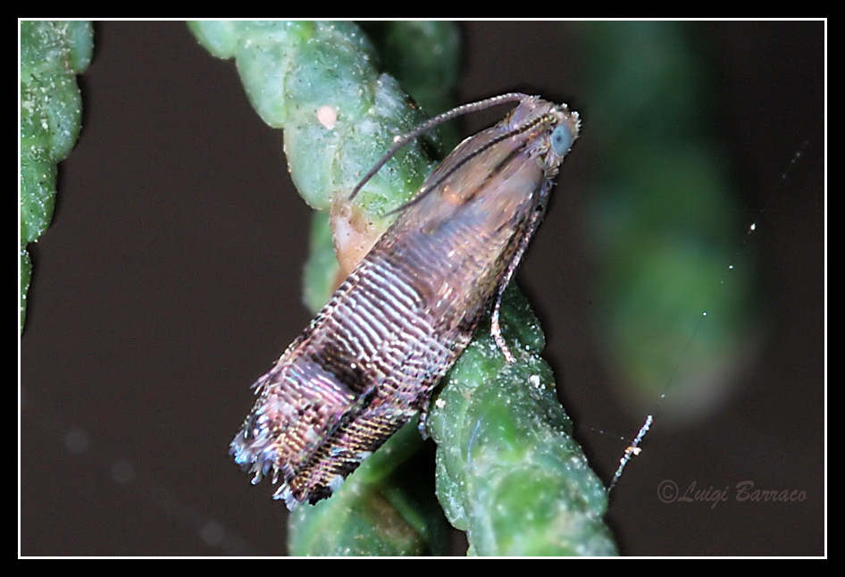 Micro lepidot. - cf. Pammene blockiana o P. ochsenheimeriana