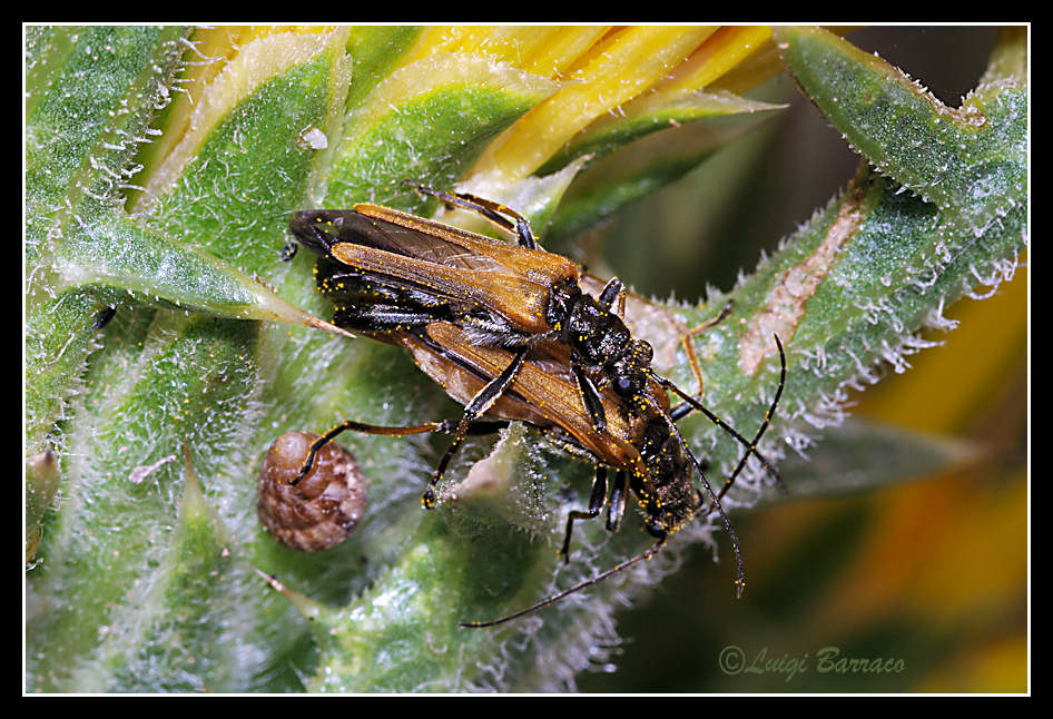 Oedemera flavipes?