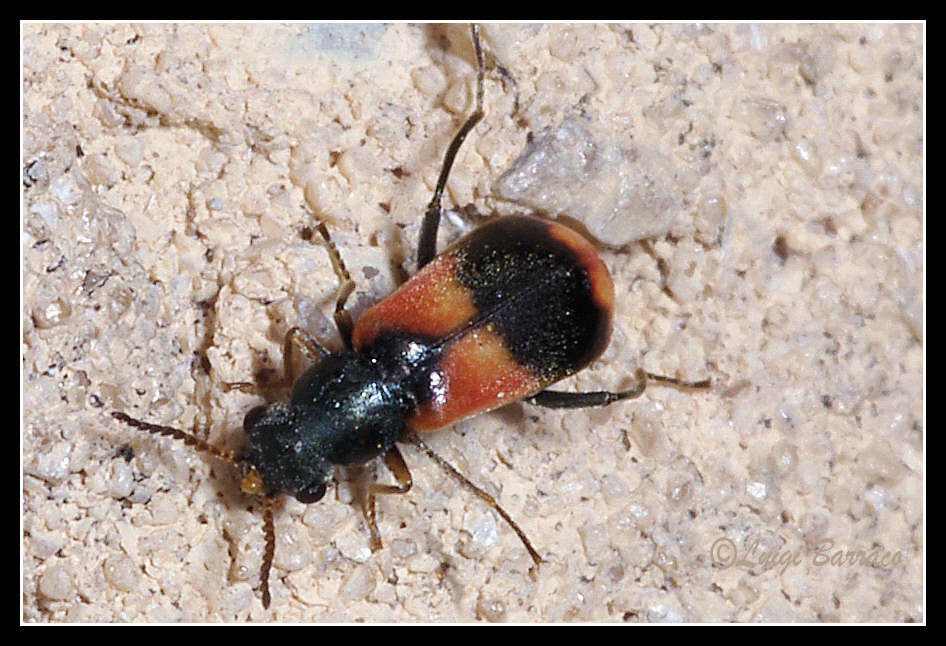 coleottero mignon: malachiide, Anthocomus equestris