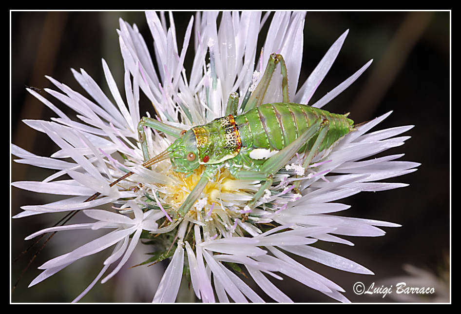 Tettigonia su papavero