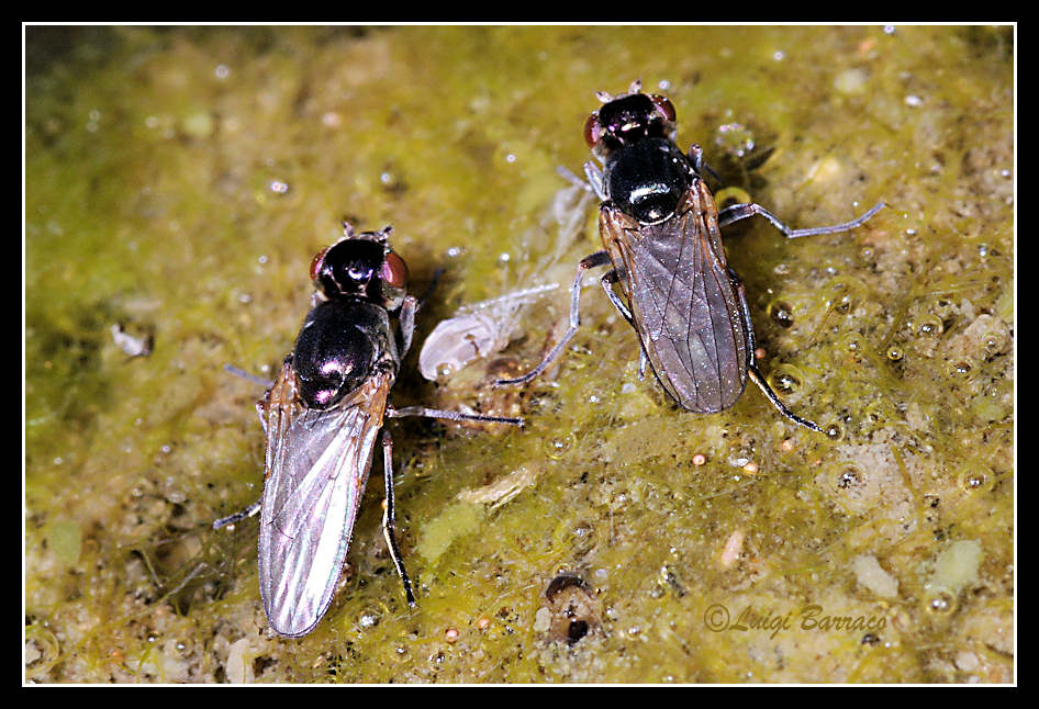 Moschine ...alle saline: Ephydridae.