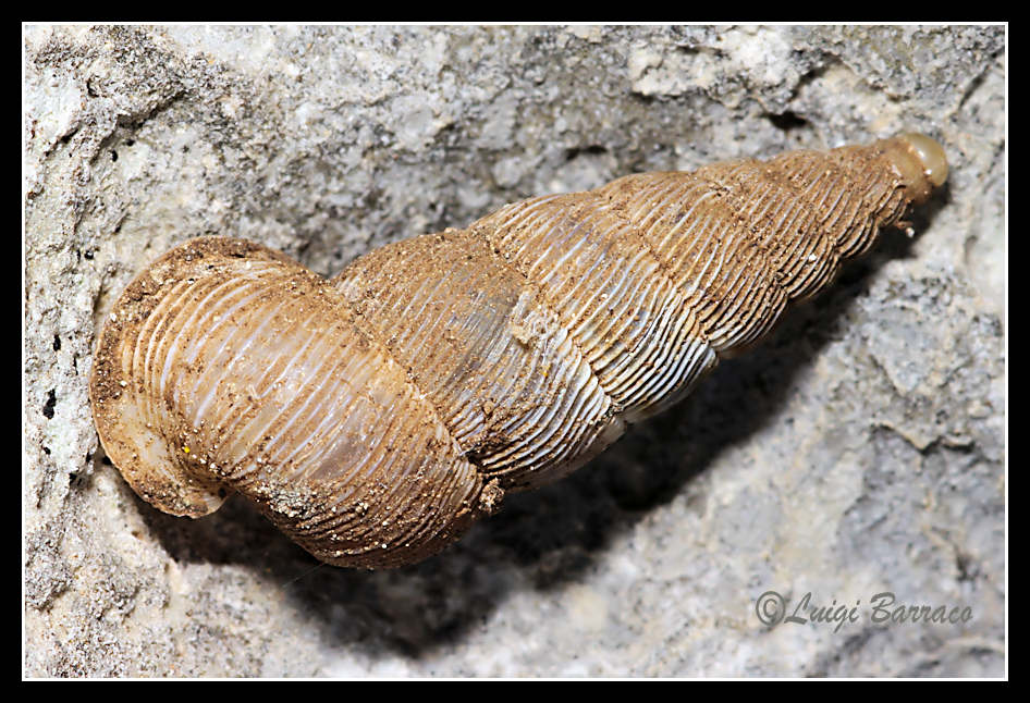 Cochlostoma cf. alleryanum - Inici (TP)