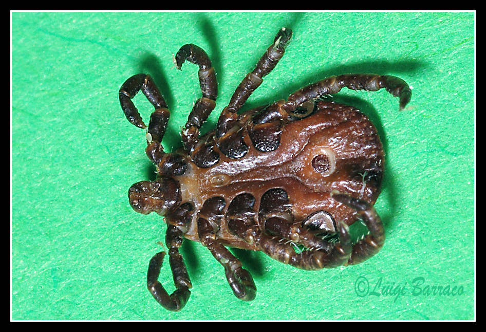 Dermacentor sp.