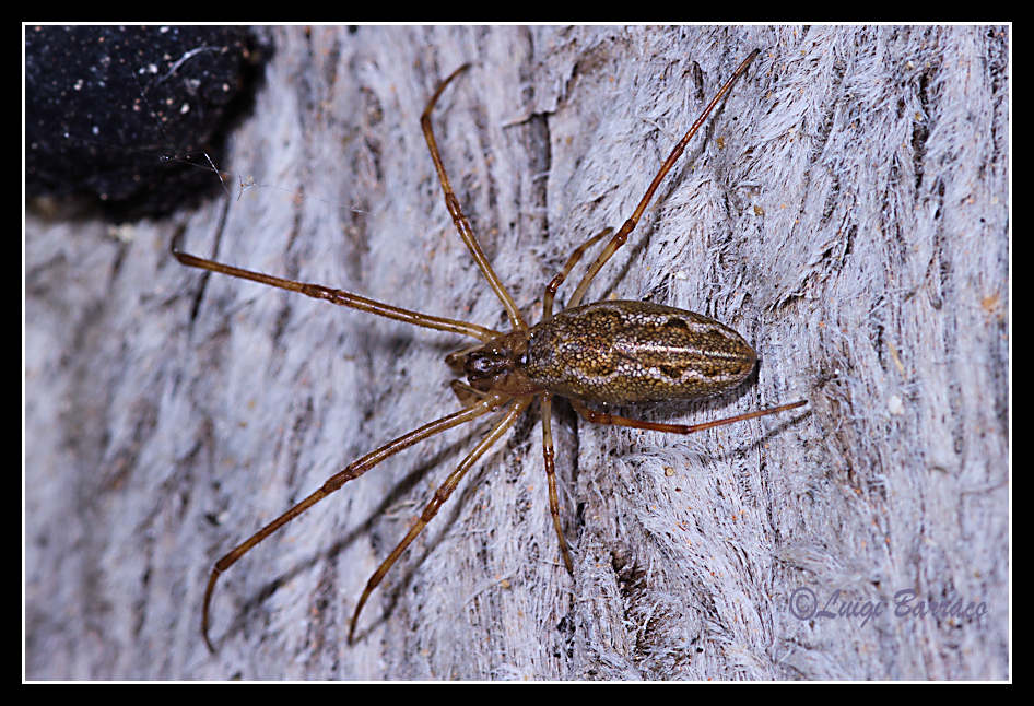 Tetragnatha
