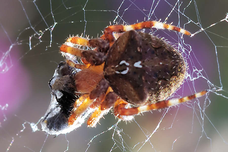 Araneus sp.