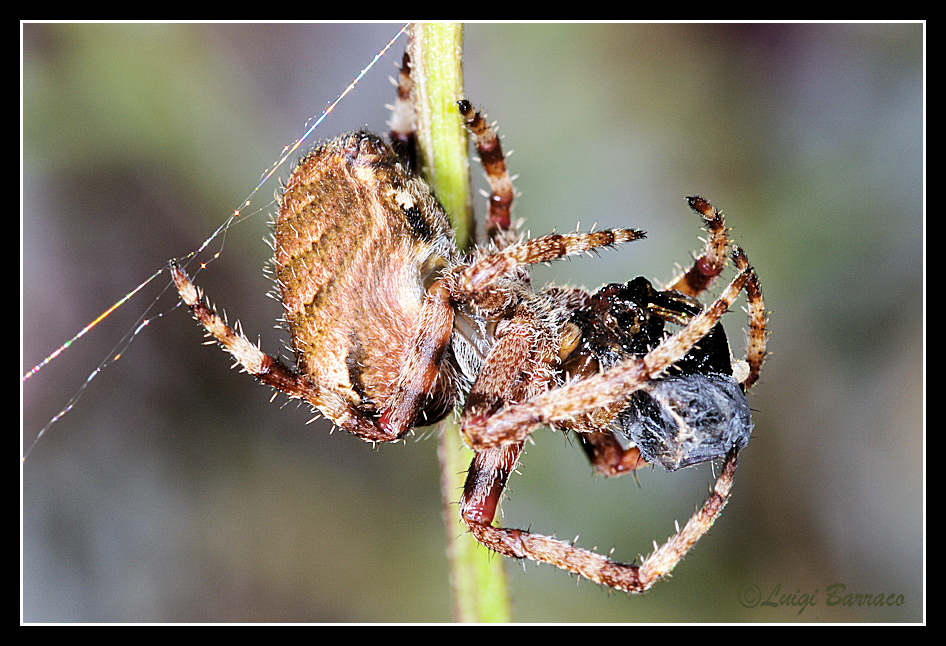 Araneus sp.