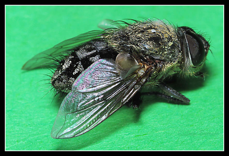 Cadavere di Pollenia rudis ♂ (Calliphoridae).