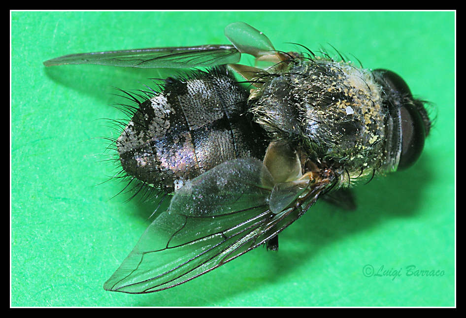 Cadavere di Pollenia rudis ♂ (Calliphoridae).