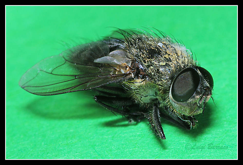 Cadavere di Pollenia rudis ♂ (Calliphoridae).