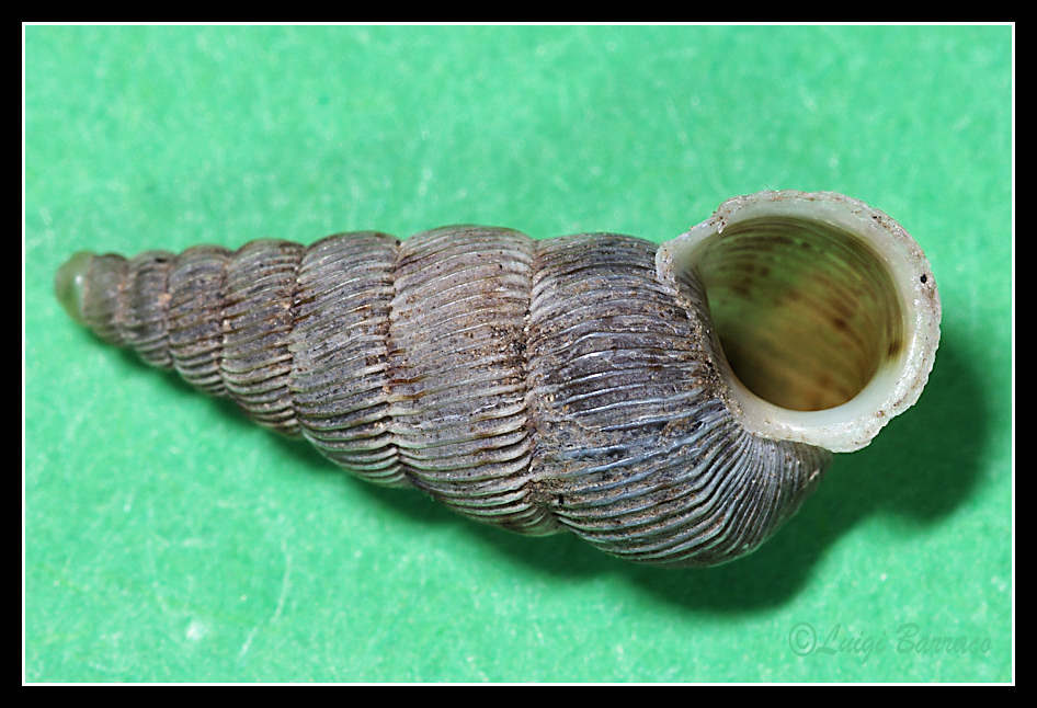 Cochlostoma cf. alleryanum - Inici (TP)