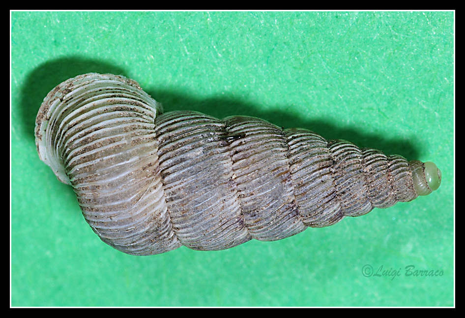 Cochlostoma cf. alleryanum - Inici (TP)