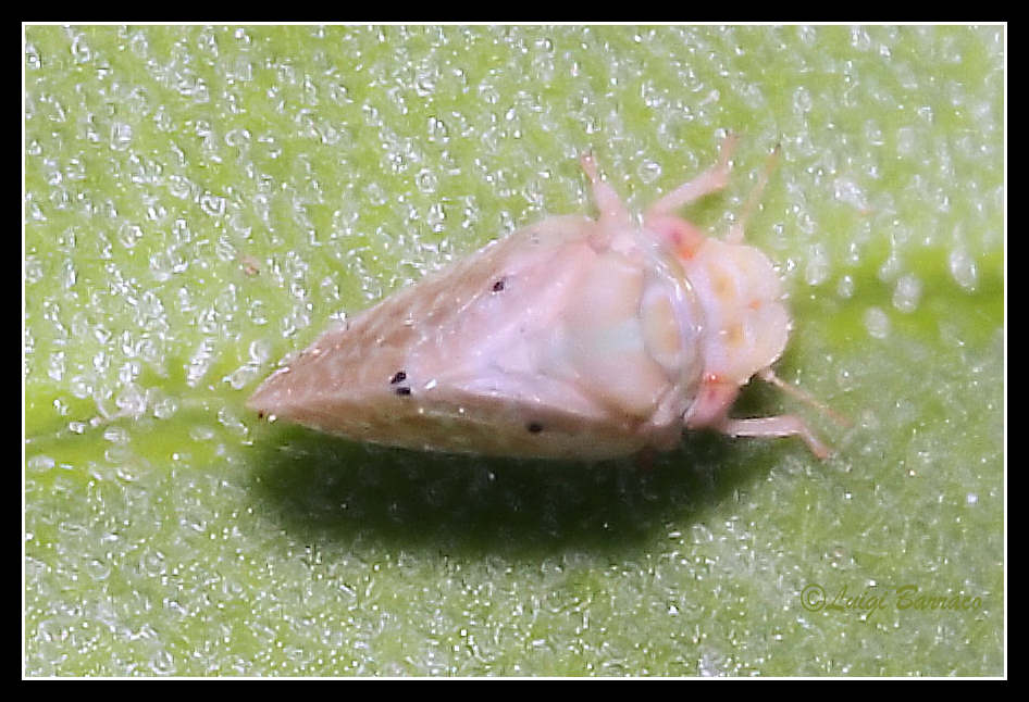Euphyllura olivina