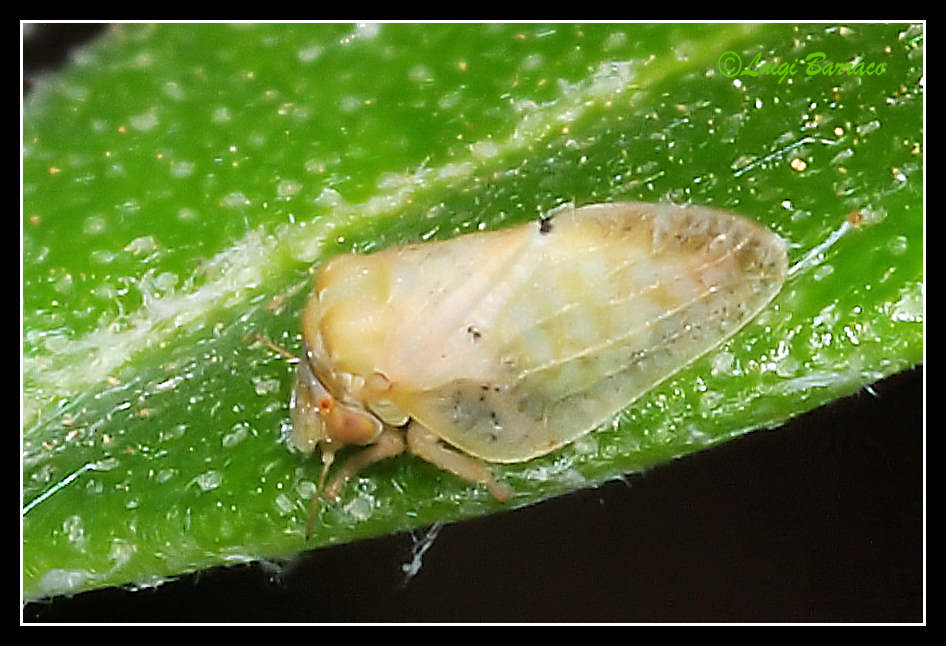 Euphyllura olivina