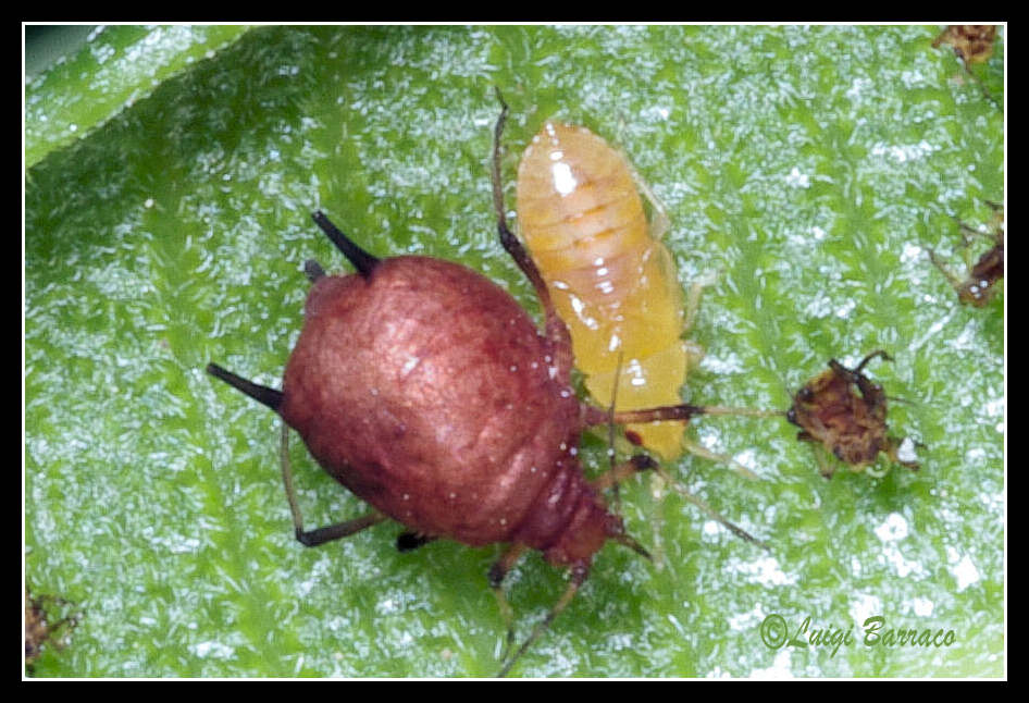 Parassitoide di afidi