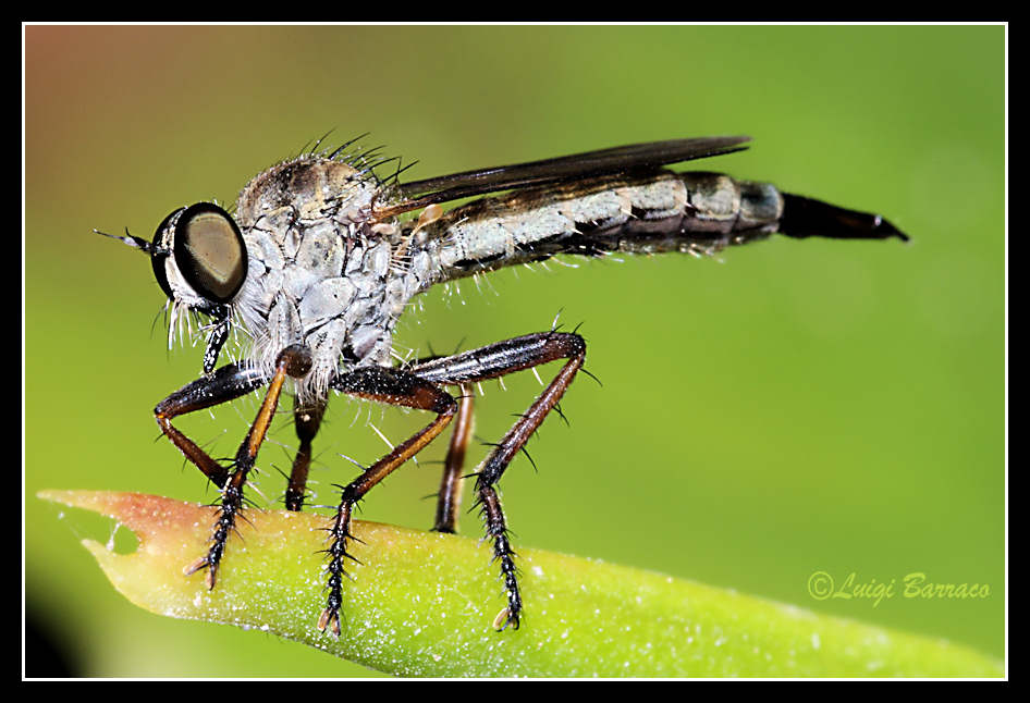 Ancora Asilidae