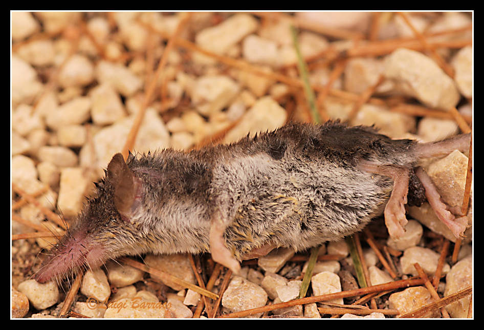 Crocidura sicula