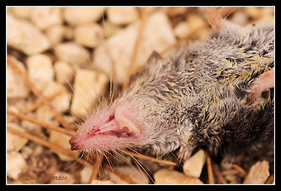 Crocidura sicula